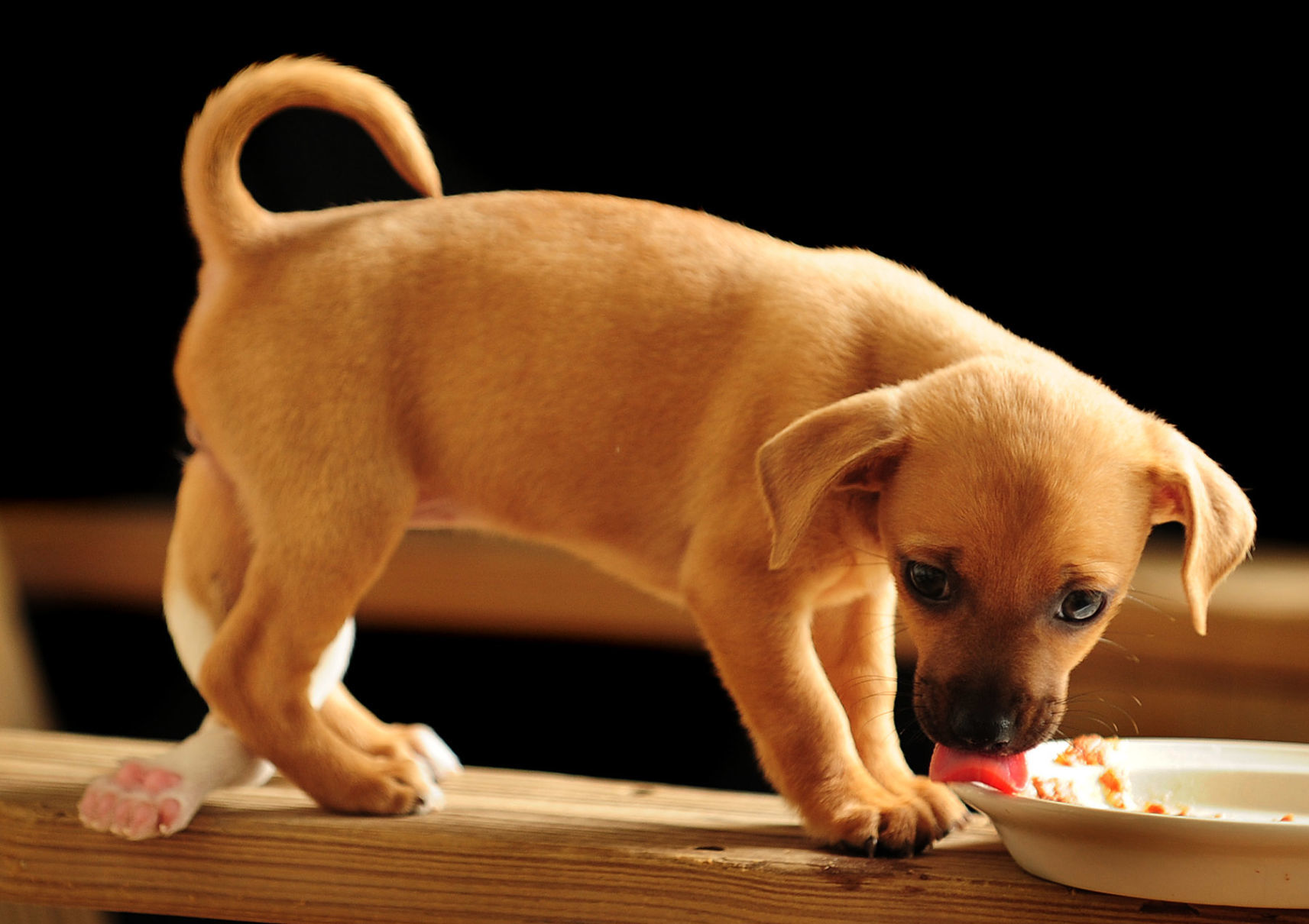 Five Legged Puppy